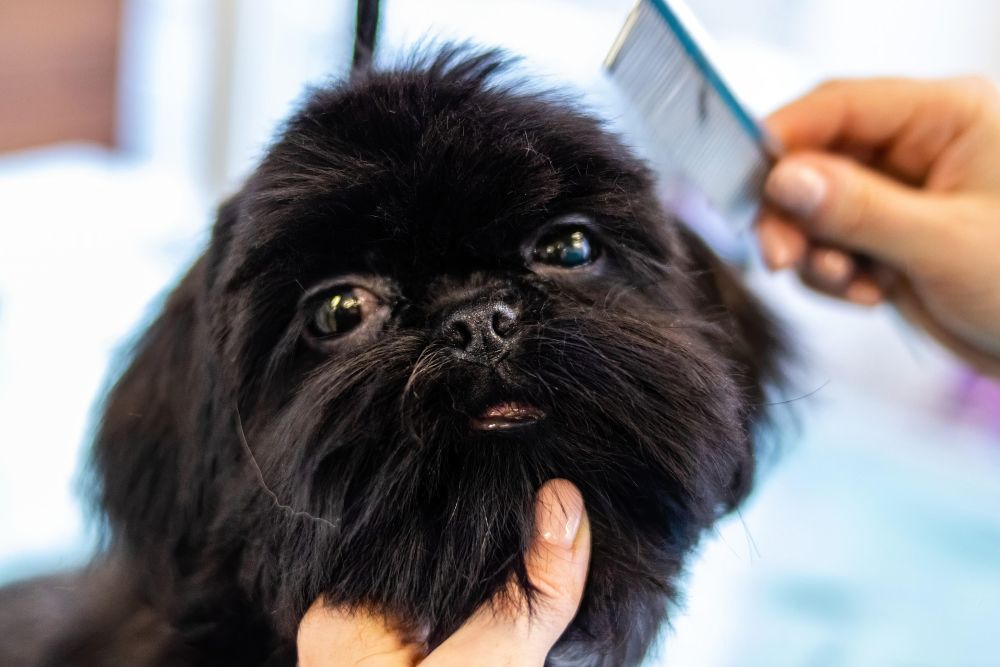 Small long-haired dog being combed.