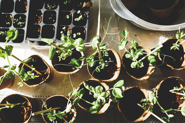 Plants & Outdoors