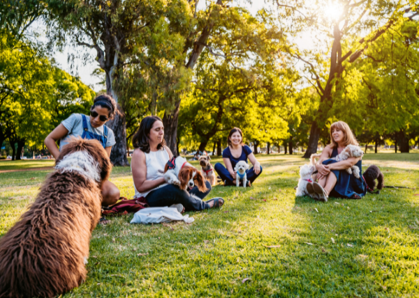 Animal Assisted Intervention 